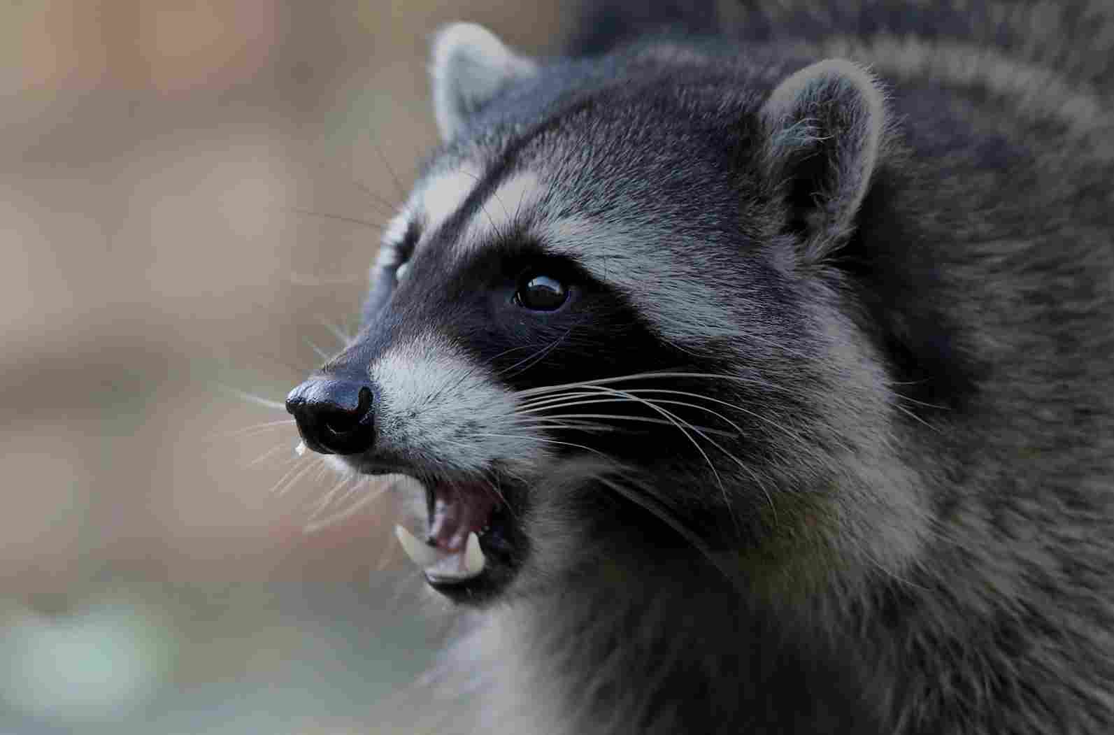 Trapping Raccoon