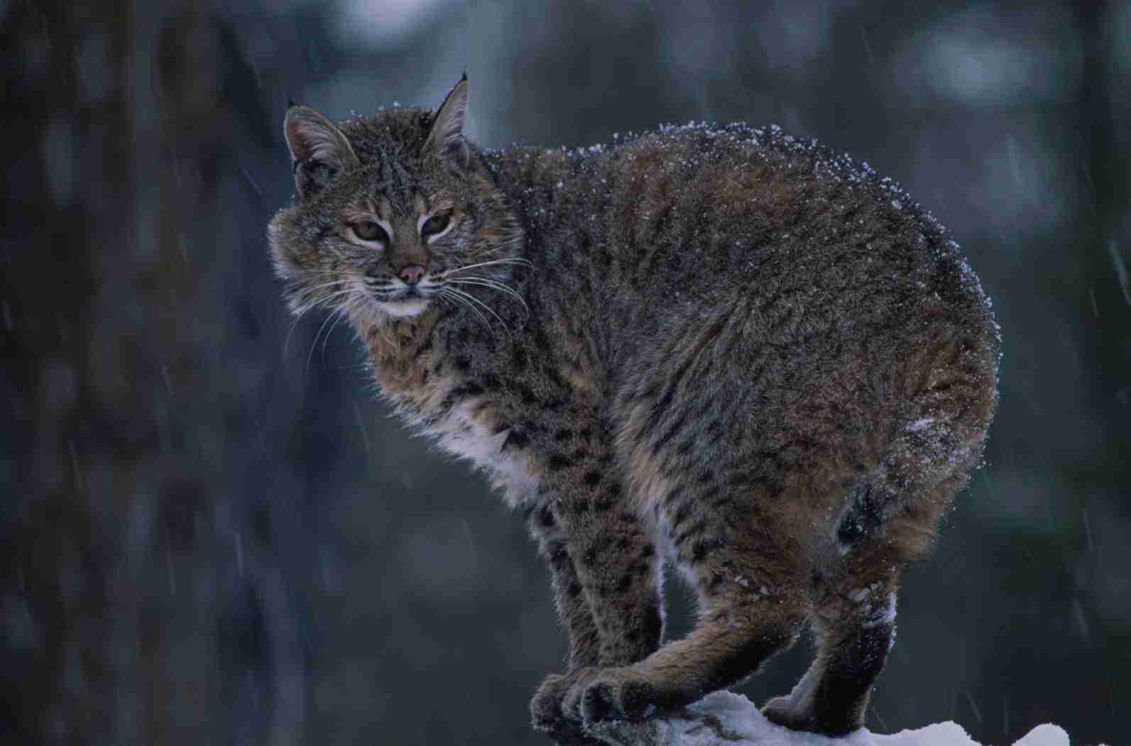 Trapping Bobcat