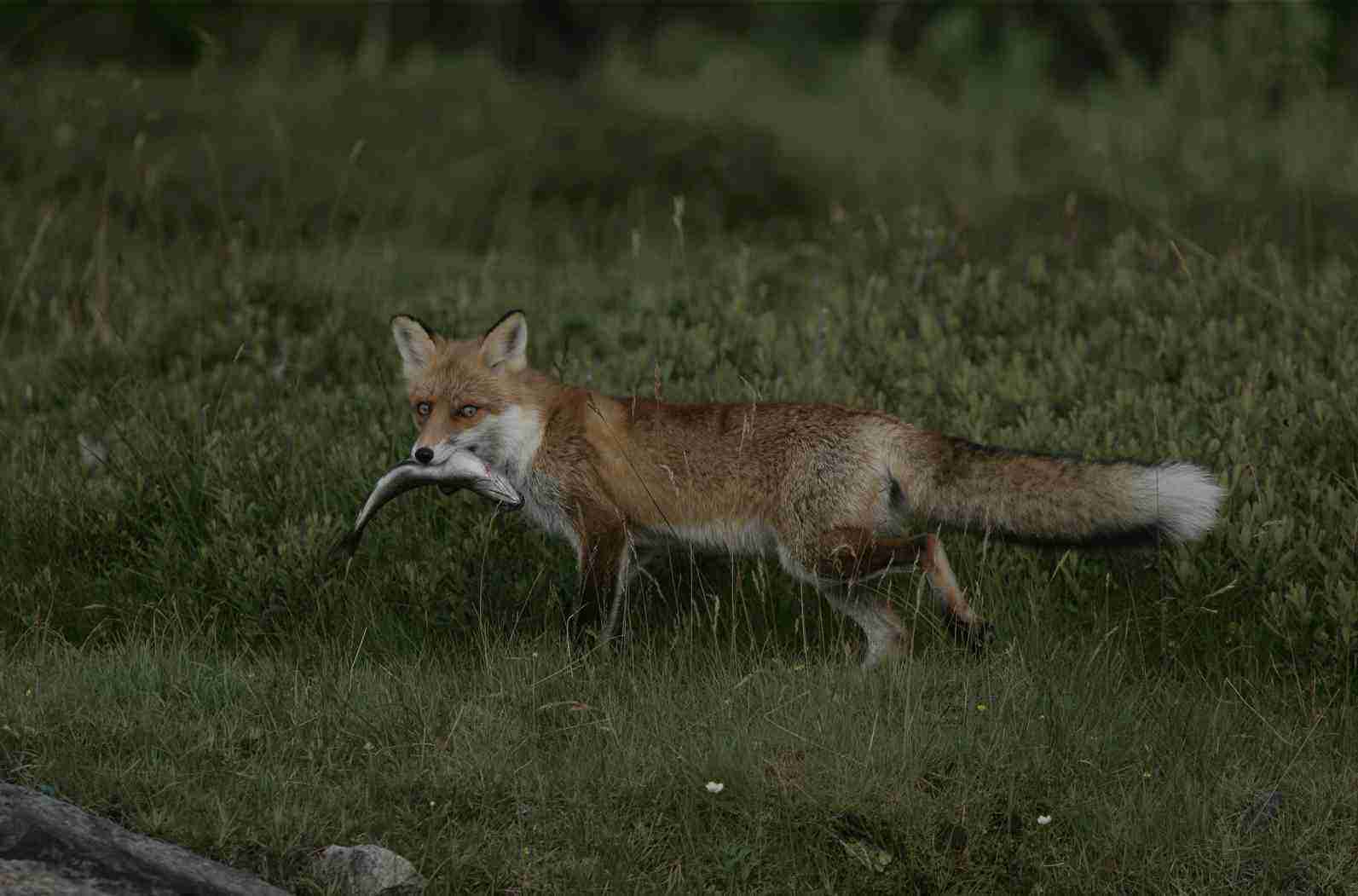 Trapping Red Fox